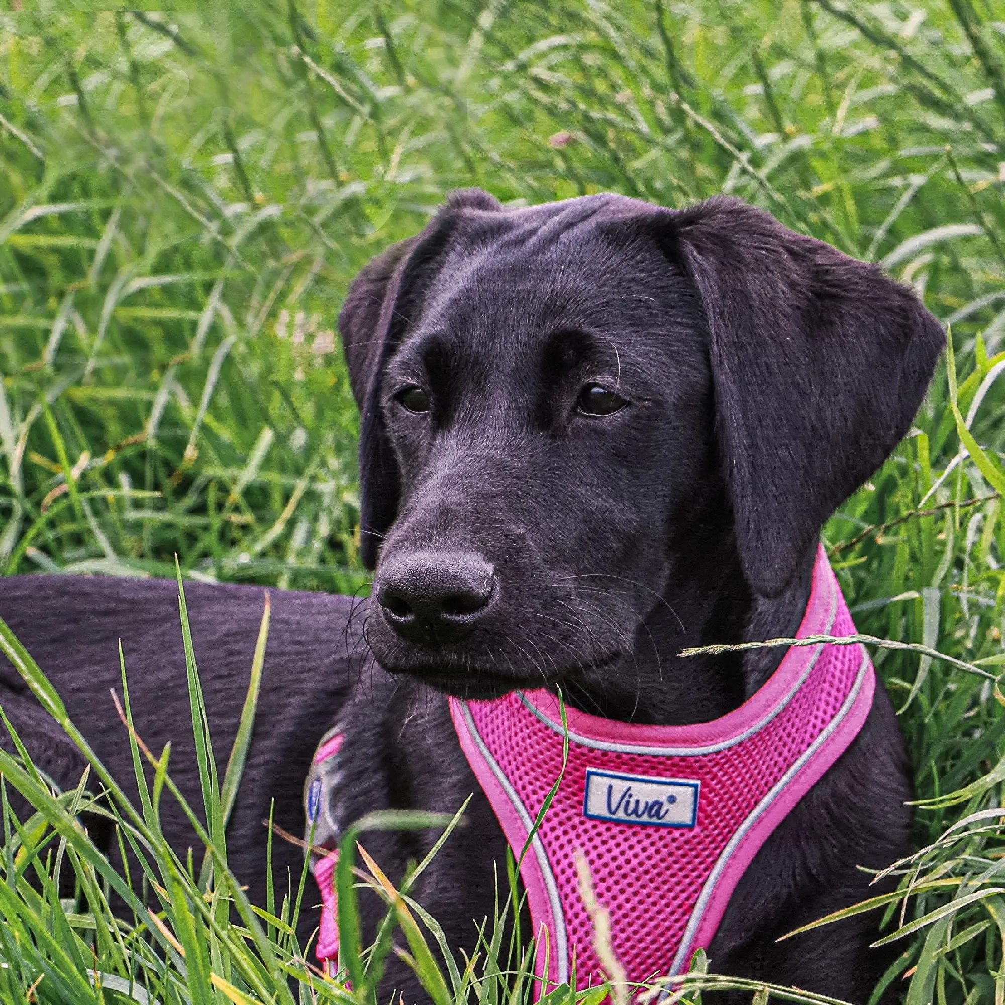 Ancol Comfort Mesh Dog Harness